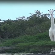 عائلة أبو عوف