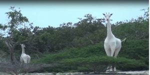 بعد مقتل أخر زرافة بيضاء..هل تعلم أن الزراف بأنواعه في طريقه للانقراض؟! زرافة