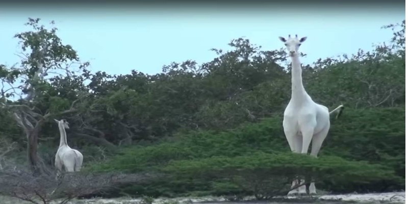 بعد مقتل أخر زرافة بيضاء..هل تعلم أن الزراف بأنواعه في طريقه للانقراض؟! زرافة