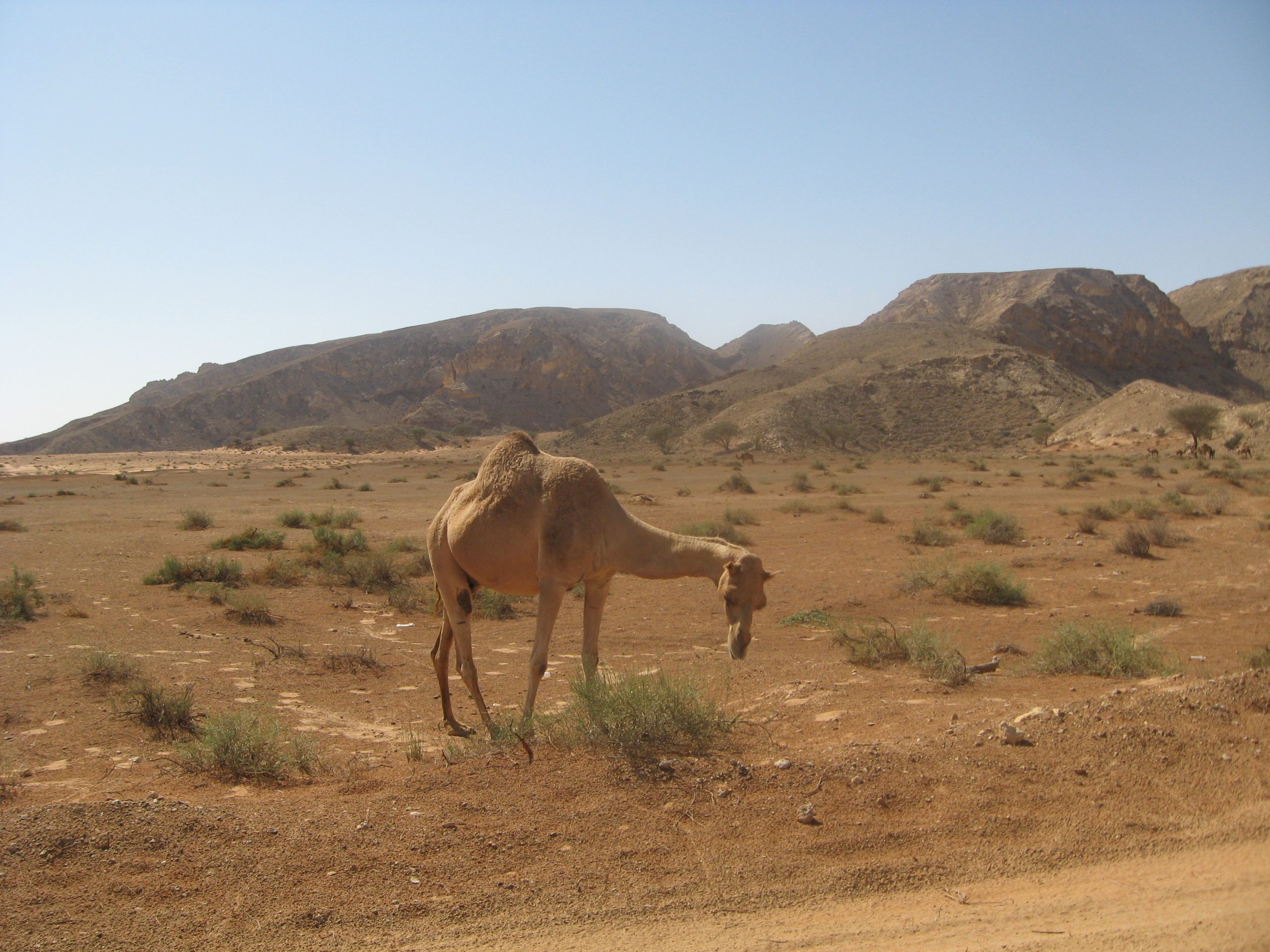تعرّف على أقصر حرب وأطول الحروب في التاريخ !! ناقة في شبه الجزيرة العربية