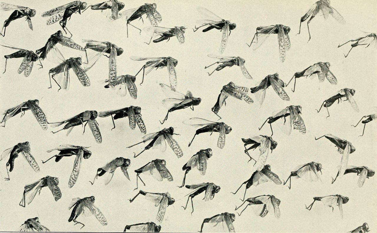 الجراد في تاريخ مصر الحديث .. قطن المنوفية يقتله وشائعات أدت إلى الكارثة هجمات الجراد