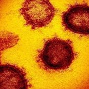 فيروس كورونا