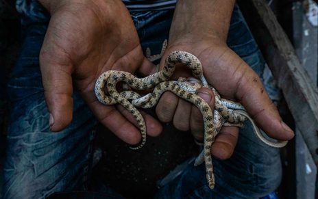 سوق الجمعة .. من تجارة الخردة إلى حديقة الحيوانات الشعبية سوق الجمعة