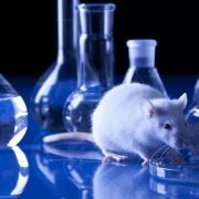 التجارب على الحيوانات