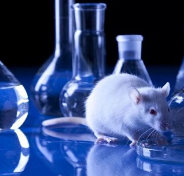 التجارب على الحيوانات