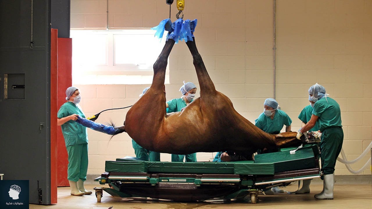 “التجارب على الحيوانات” المؤيدين: وسيلة هامة.. والمعارضين: استخدموا التكنولوجيا التجارب على الحيوان