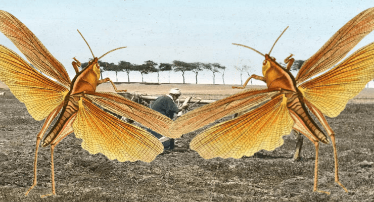 الجراد في تاريخ مصر