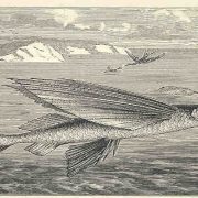 السمك الطائر