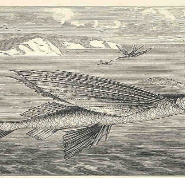 السمك الطائر