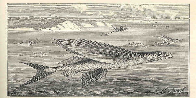 يوميات غرائب رمضان زمان (10) السمك الطائر يغزو شواطئ الإسكندرية السمك الطائر