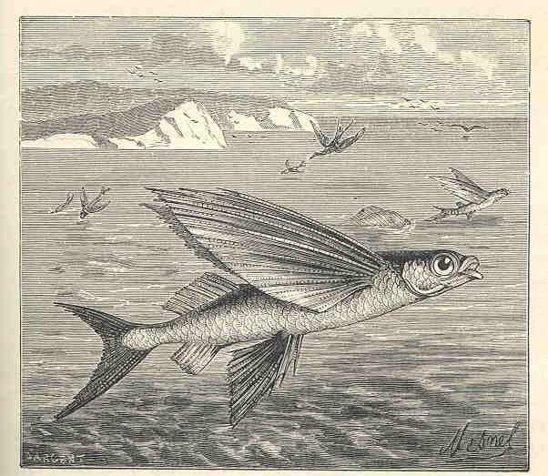 يوميات غرائب رمضان زمان (10) السمك الطائر يغزو شواطئ الإسكندرية السمك الطائر