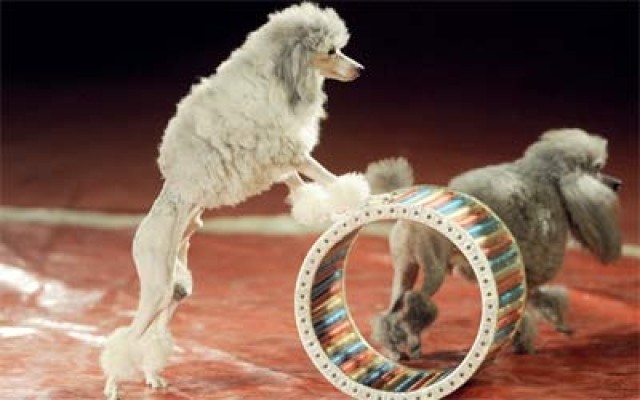 كلاب السينما .. رحلة الكفاح من المزرعة للنجومية كلاب السينما