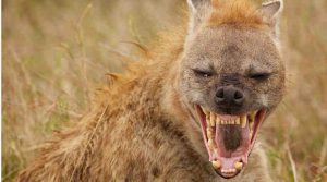 حياة الفهد ليست كحياة الضبع في عالم الحيوان والبشر حياة الفهد