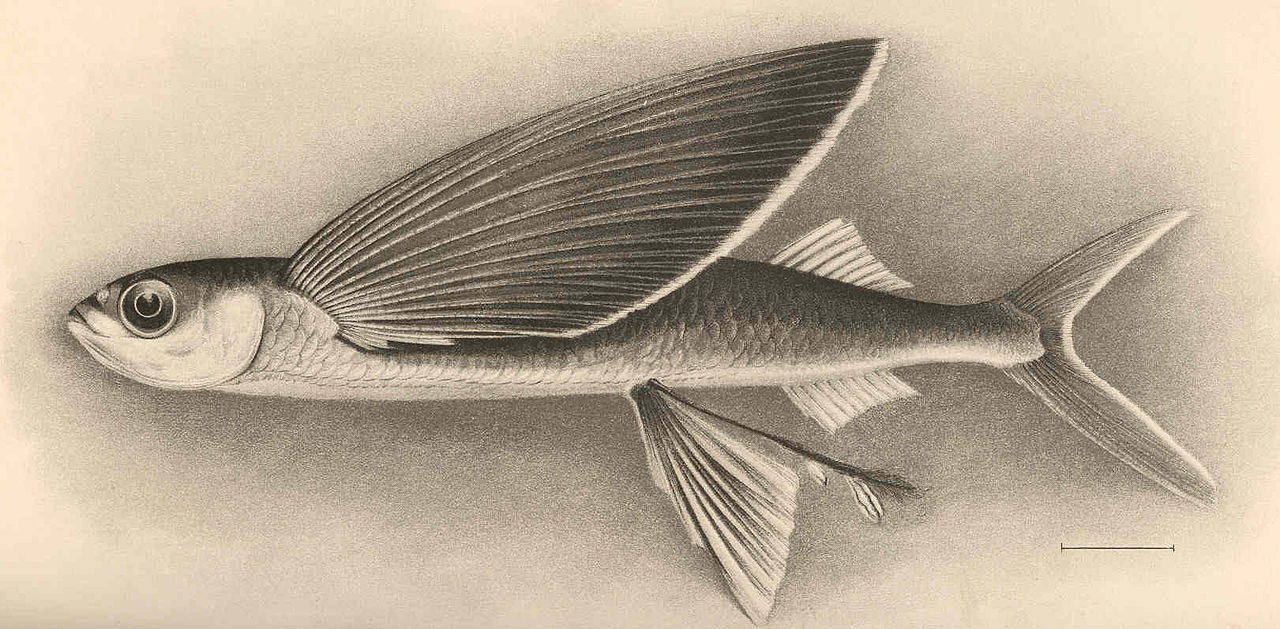 يوميات غرائب رمضان زمان (10) السمك الطائر يغزو شواطئ الإسكندرية رسمة السمك الطائر