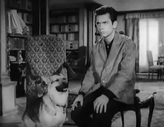 كلاب السينما .. رحلة الكفاح من المزرعة للنجومية كلاب السينما