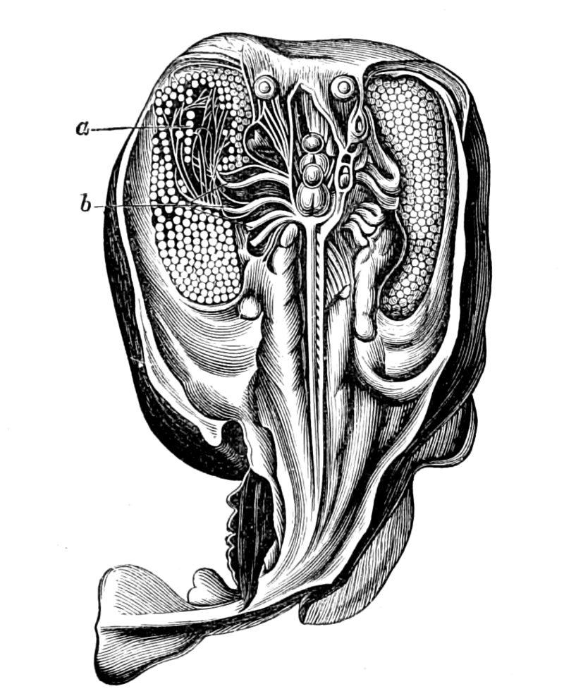 يوميات غرائب رمضان زمان (7) العثور على سمك يقوم بتوليد الكهرباء في مصر صورة لــ سمك الرعاش