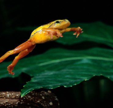 سيرة موسيقار الأجيال (10) محمد عبدالوهاب والموال “تطوير القوالب ومرحلة منسية” محمد عبد الوهاب