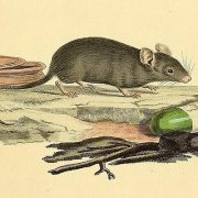 غرائب رمضان