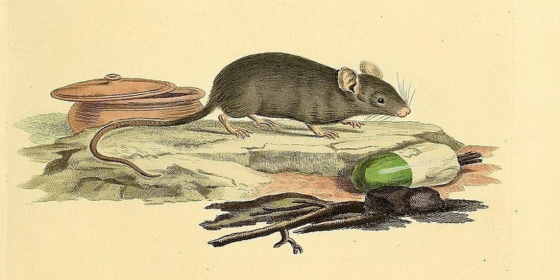 يوميات غرائب رمضان زمان (11) حين تسببت “عضة فأر” في قتل عائلة بأكملها غرائب رمضان