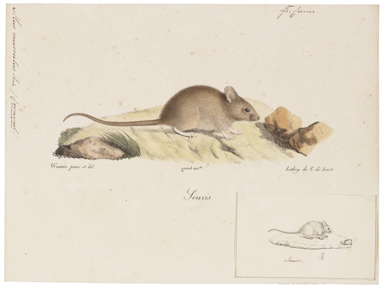 يوميات غرائب رمضان زمان (11) حين تسببت “عضة فأر” في قتل عائلة بأكملها فأر