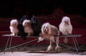 كلاب السينما .. رحلة الكفاح من المزرعة للنجومية كلاب السينما