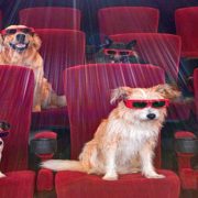 كلاب السينما