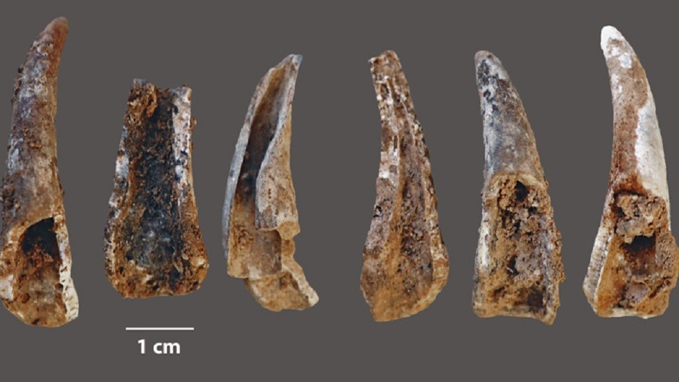البحر ينصف إنسان النياندرتال.. “لسنا بلهاء ولا أنت أذكى منا أيها المعاصر”! إنسان النياندرتال