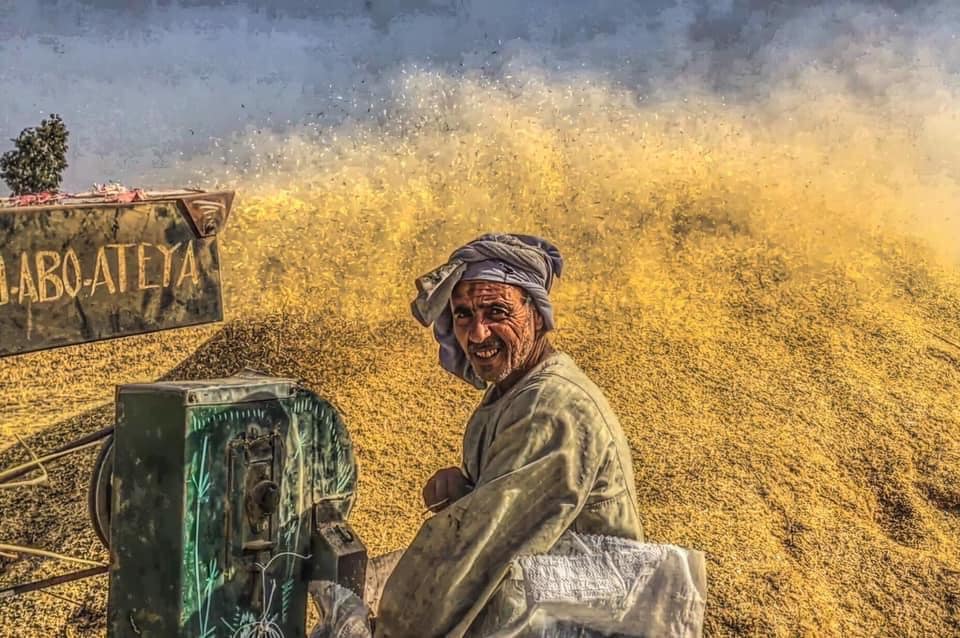 “القمح الليلة ليلة عيده”.. شوف إزاي يا أخي! القمح