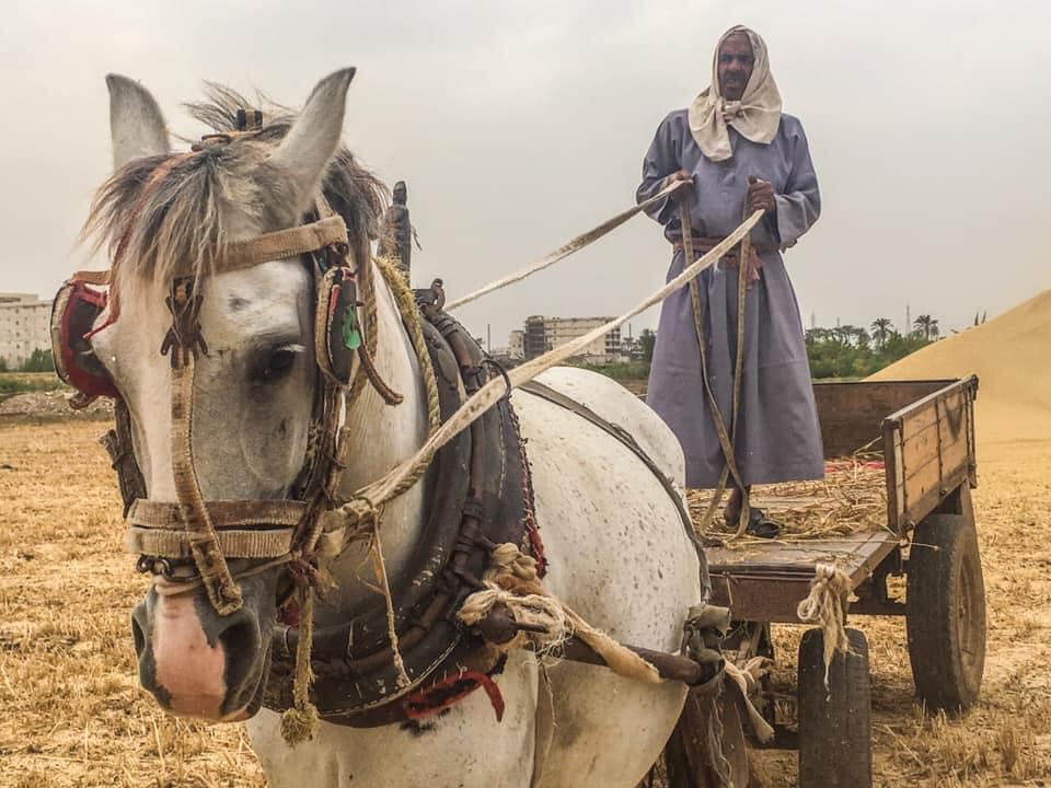 “القمح الليلة ليلة عيده”.. شوف إزاي يا أخي! القمح
