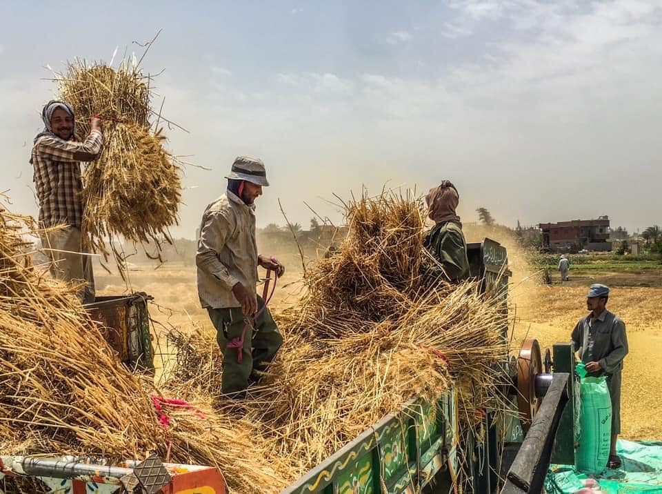 “القمح الليلة ليلة عيده”.. شوف إزاي يا أخي! القمح