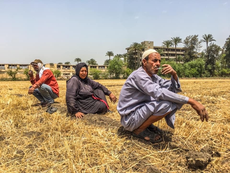 “القمح الليلة ليلة عيده”.. شوف إزاي يا أخي! القمح