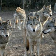 ماوكلي .................شخص عاش طفولته مع الذئاب.. ماوكلي الحقيقي يرى"البشر أكثر قسوة من البرية"