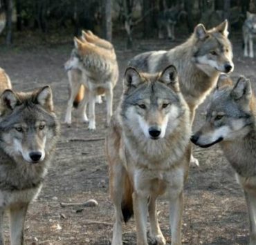 ماوكلي .................شخص عاش طفولته مع الذئاب.. ماوكلي الحقيقي يرى"البشر أكثر قسوة من البرية"