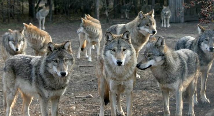 ماوكلي .................شخص عاش طفولته مع الذئاب.. ماوكلي الحقيقي يرى"البشر أكثر قسوة من البرية"