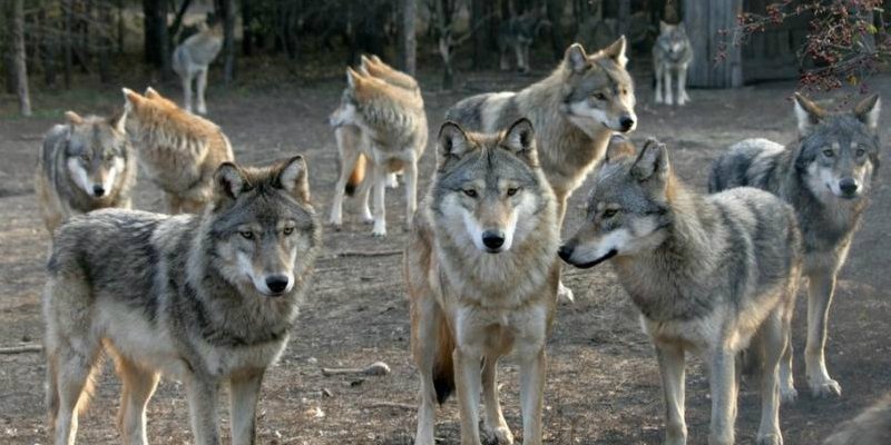 ماوكلي .................شخص عاش طفولته مع الذئاب.. ماوكلي الحقيقي يرى"البشر أكثر قسوة من البرية"