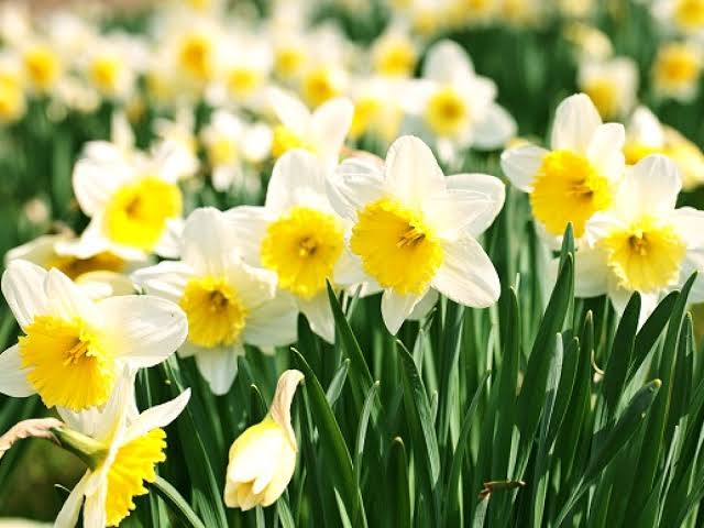 “نركسوس”.. أهان إيكو واستهزأ بها فقتلته الآلهة بالعشق نركسوس