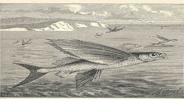 السمك الطائر