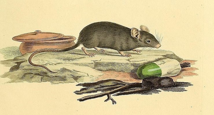 غرائب رمضان