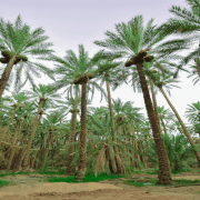 الصلع الجماعي