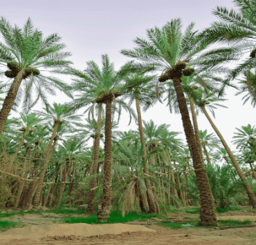 يوميات غرائب رمضان زمان (12) الصلع الجماعي يتفشى في أمريكا والنساء أول الضحايا الصلع الجماعي