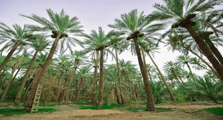 عثمان بن عفان