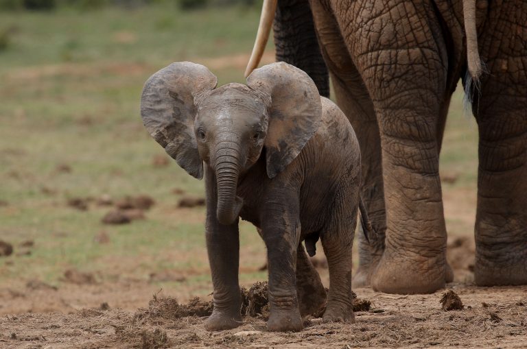 يوميات غرائب رمضان زمان (15) امرأة مصرية تلد فيلاً في القاهرة الفاطمية فيل صغير