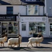 الحجر الصحي