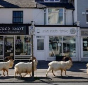 الحجر الصحي