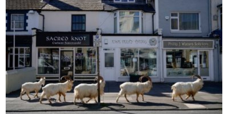 الحجر الصحي