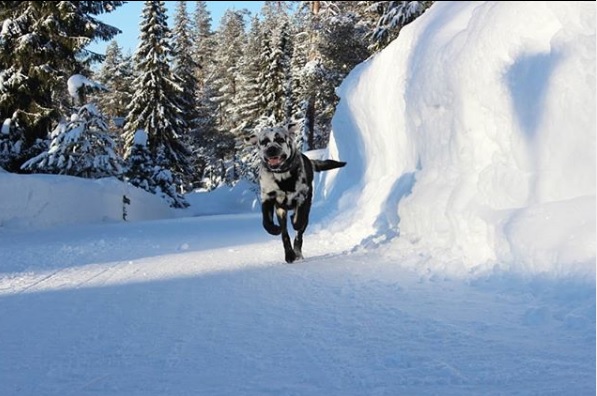حكاية الكلب (بلازا) الذي أصيب بالبهاق فأصبح نجم للسوشيال ميديا الكلب بلازا