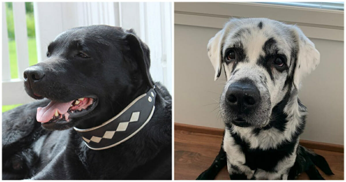 حكاية الكلب (بلازا) الذي أصيب بالبهاق فأصبح نجم للسوشيال ميديا بلازا الكلب مريض البهاق الشهير