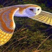 التحرش الجنسي