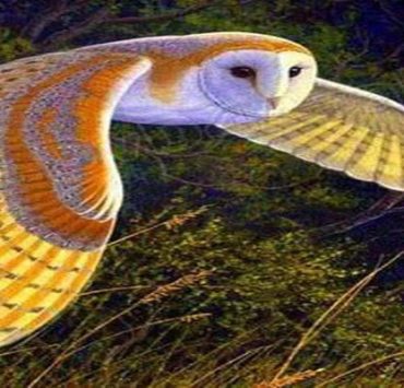 التحرش الجنسي