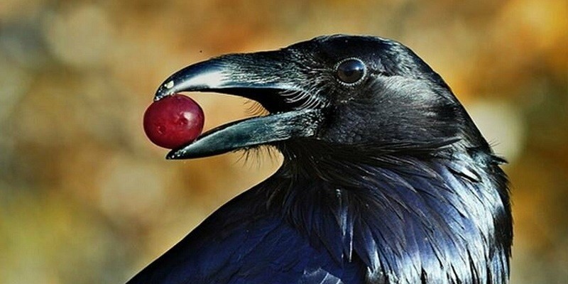 الطيور من زاوية أخرى (1) الغراب .. تاريخ يستحق العطف الطيور